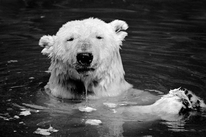 Eisbär mit Eisbergsalat