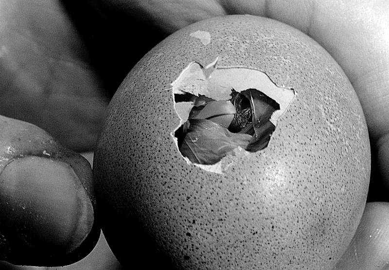 Hühnerküken im Ei, ein Küken schlüpft aus dem Ei